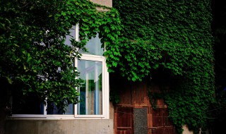 室内阳台爬山虎种植方法（室内阳台爬山虎种植方法和技术）