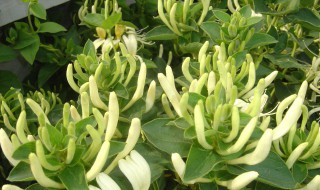 金银花用复合肥可以吗 金银花种植用什么样的复合肥好