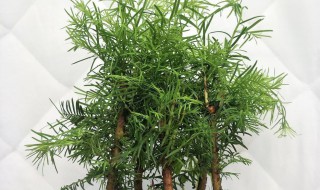水杉盆景可以室内养吗 水杉盆景适合家养吗