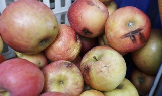 烂水果做有机肥怎么算腐熟（烂水果做有机肥怎么算腐熟时间）