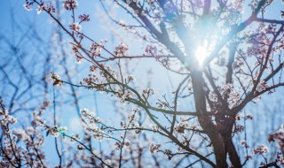 梅花开花是什么季节（梅花开花是什么季节的）