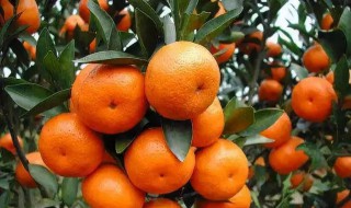桔子树0下几度会冻死 哪种桔子树在北方能越冬