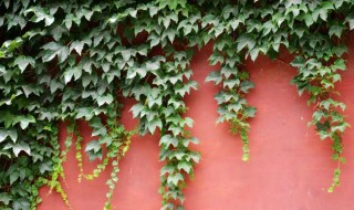 丝瓜需要打顶摘心吗（丝瓜需不需要打顶）