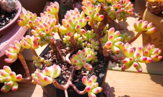 玉女心多肉的养殖方法（玉女心是什么意思）