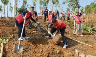 植树节种什么树比较好 植树节种什么树比较好看