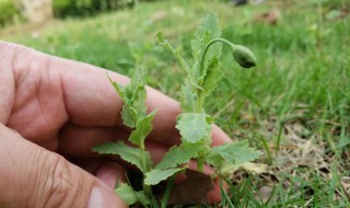 虞美人幼苗冬天移栽可以吗 虞美人冬天可以播种吗