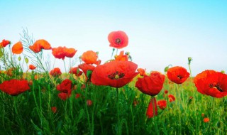 虞美人种子什么时候采收（虞美人种子什么时候采收最好）