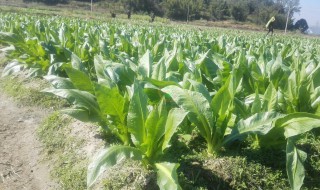 广东四月份种什么蔬菜(广东四月份种什么蔬菜最好)