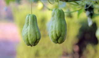 佛手瓜可以凉拌吃吗 佛手瓜可以凉拌着吃吗