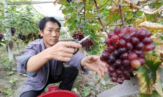 北方葡萄什么时候出土 北方葡萄树什么时候出土