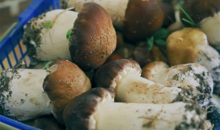 大球盖菇为什么要焯水 大球盖菇一定要焯水吗