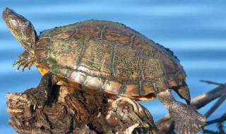 养龟六大忌有哪些 养龟六大忌有哪些东西