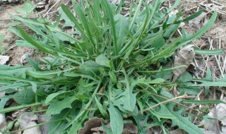 苦苣菜和蒲公英一样吗（苦苣菜和蒲公英一样吗怎么吃）