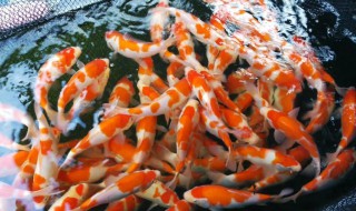 锦鲤鱼养殖方法（为什么一般人养不了九条锦鲤）