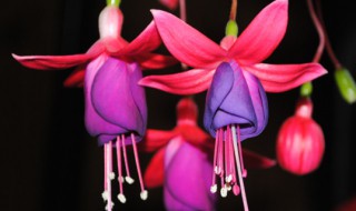 灯笼花在家里怎么养（灯笼花在家里怎么养活）