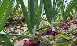 洋葱的叶子能当葱用吗（洋葱的叶子能当葱用吗视频）