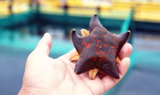 活海星的正确养殖方法（活海星的功效与作用）