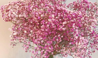 满天星开花后会死吗（满天星开完花后会死吗）