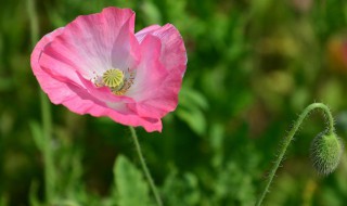 虞美人花冬天能冻死吗（虞美人花能过冬吗）