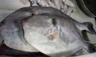 家常煮扒皮鱼（扒皮鱼煮多长时间）