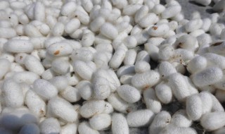 带壳蚕蛹的保存方法 带壳蚕蛹的保存方法和时间