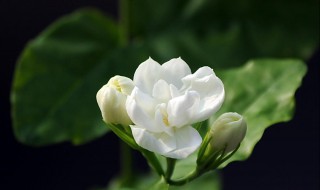 茉莉四季开花吗 茉莉四季开花吗图片