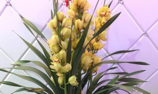 大花蕙兰不开花的原因和解决方法 大花蕙兰不开花的原因和解决方法视频