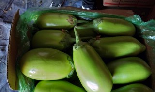 绿茄子怎么做营养最好 绿茄子怎么做营养最好呢