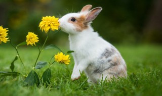 麻辣兔子的腌制方法（麻辣兔怎么腌制）