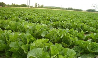 3月份露地种什么蔬菜 3月份露地种什么蔬菜好