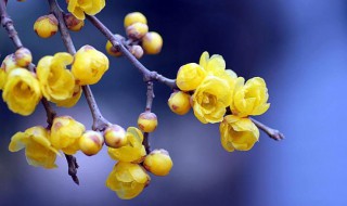 腊梅有红色的吗（腊梅有红色的吗图片）