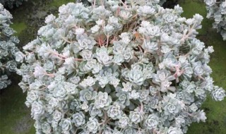 多肉叶片上有白色的霜是怎么回事(多肉叶片上有白色的霜是怎么回事图片)