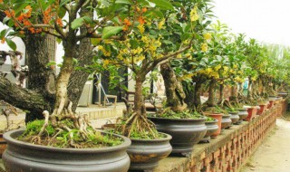 盆景造型入门技巧（盆景造型入门教程视频）