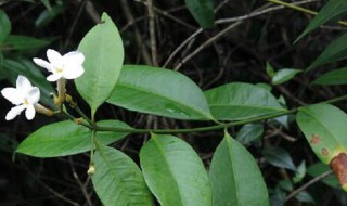 山黄的种植方法 山黄瓜种植时间和方法