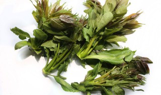 大棚香椿芽储存方法 大棚香椿芽的栽培技术视频