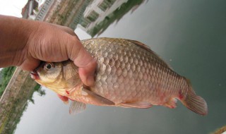 小鱼塘钓鲫鱼技巧（小鱼塘钓鲫鱼技巧图解）