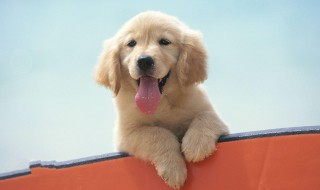 拉布拉多怎么挑选纯种（拉布拉多怎么选品相）