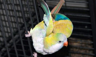 和尚鹦鹉稚鸟怎么挑选（和尚鹦鹉稚鸟怎么挑选品种）