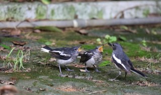 怎么挑选四喜雏鸟 四喜雏鸟怎么分公母