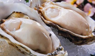 怎么挑选活的生蚝 怎样挑新鲜的活生蚝