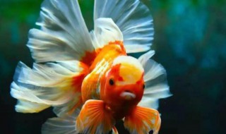 丹顶红金鱼怎么挑选(丹顶金鱼怎么养)