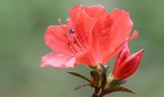 杜鹃开花期间怎样浇水施肥 杜鹃开花期间怎样浇水施肥好