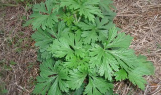 门上的艾草怎么挂 艾草门口怎么挂