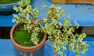 金枝玉叶怕冷吗冬天（金枝玉叶怕冷吗冬天怎么养）