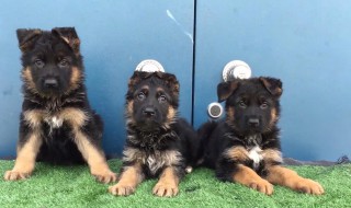 养德牧的技巧和注意事项（养德牧的技巧和注意事项是什么）