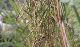 香草和香茅草有区别吗 香草和香茅草有区别吗图片