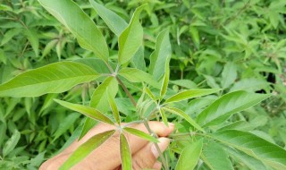 荆条叶饮食禁忌（荆条叶能吃不能吃吗）