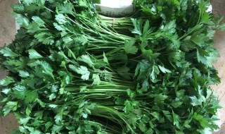 火腿芹叶沙拉（火腿沙拉图片）