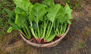 常吃菠菜的好处 常吃菠菜的好处是什么