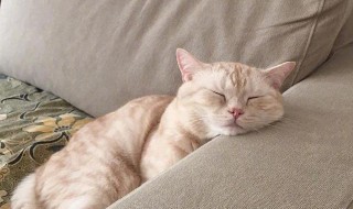 猫咪喜欢在哪些地方睡觉呢（猫咪喜欢在哪些地方睡觉呢图片）